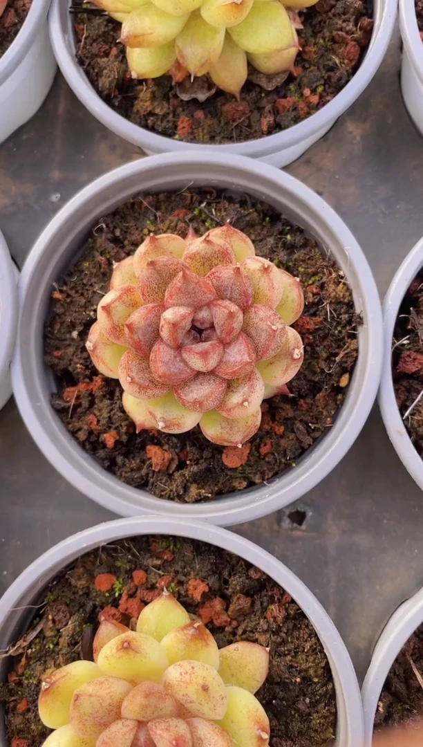 【闪购商品】619黑海珍妮多肉