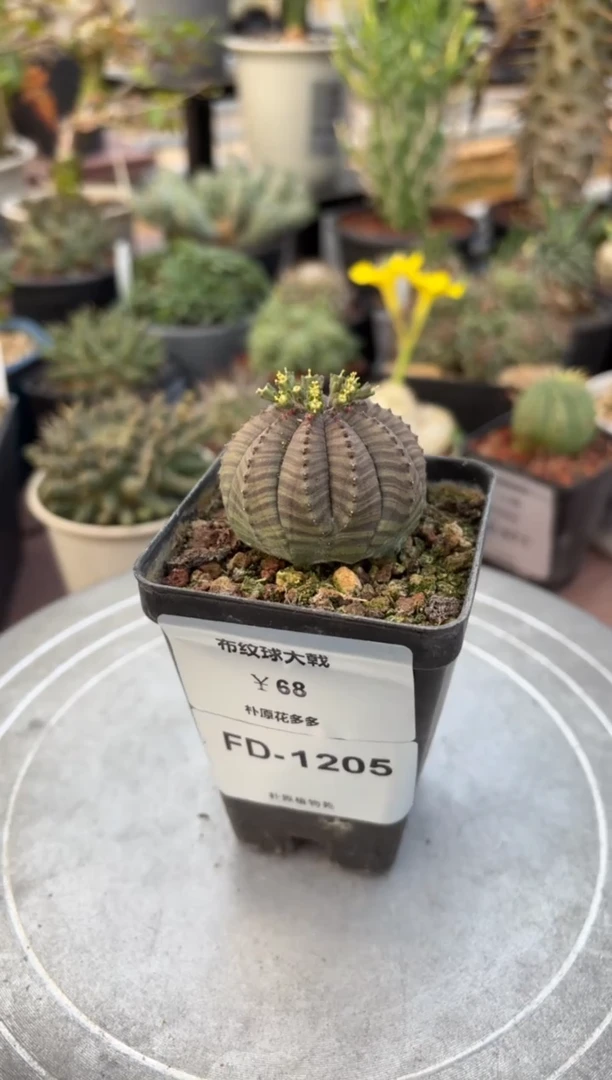 布纹球大戟FD-1205