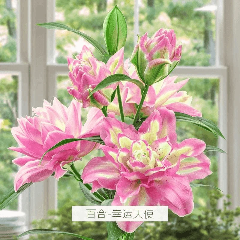 进口新品重瓣香水百合种球四季开花室内室外盆栽鲜花浓香型好养