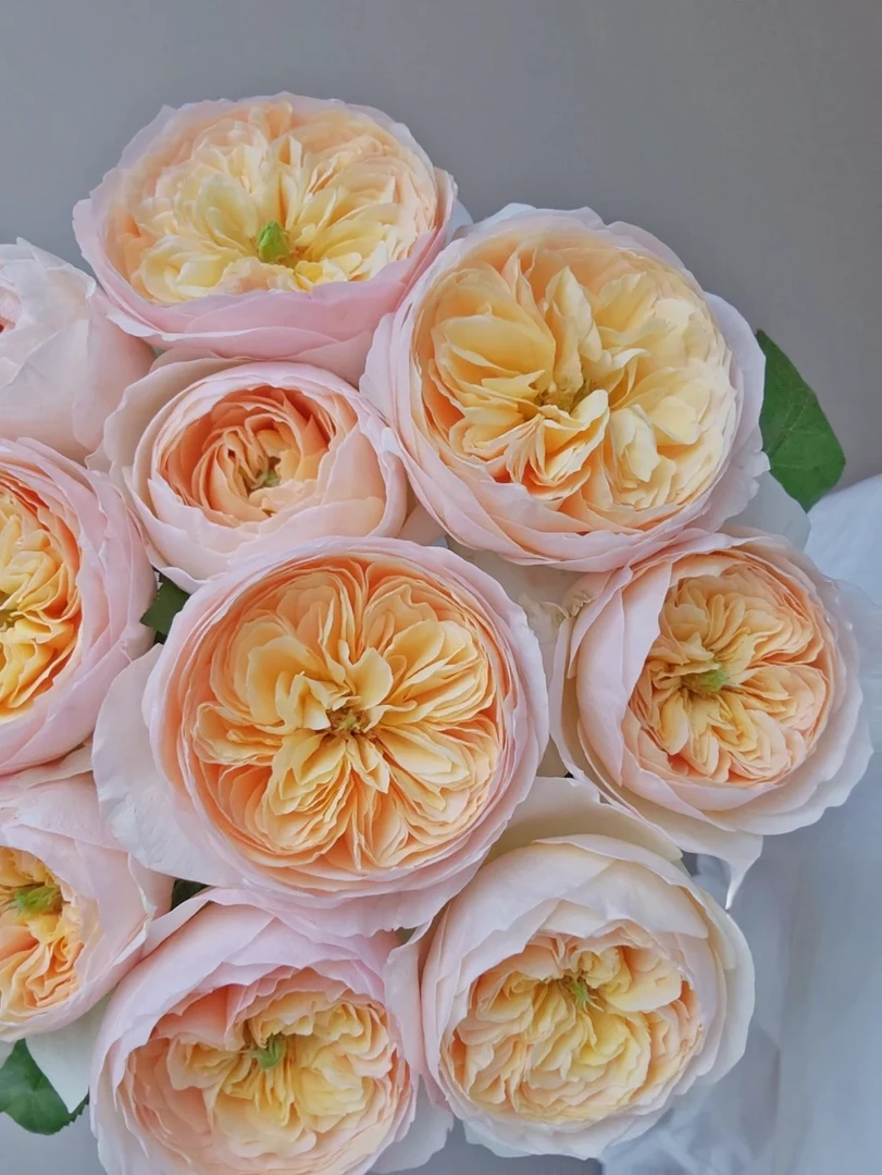 【花汀私享】朱丽叶-单头玫瑰（注意带包装醒花哦~）