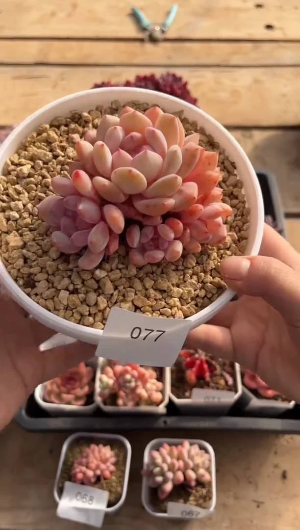 077群生橙子精品多肉