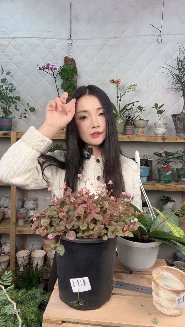 无花朵头花廖育苗盆