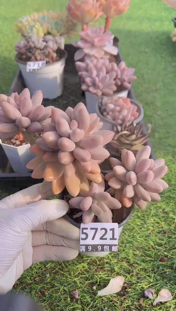 【闪购商品】信福多肉一物一拍