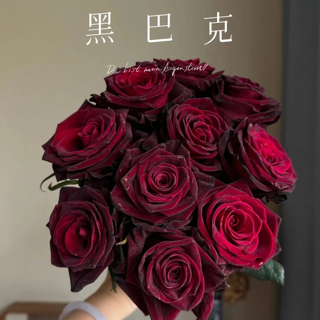 黑巴克，1单包邮，2单升级顺丰冷链，距离远发德邦【金栖花阁玫瑰】