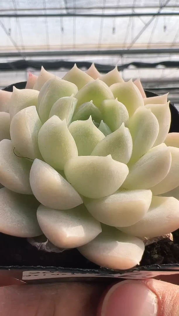 【闪购商品】新款多肉-225