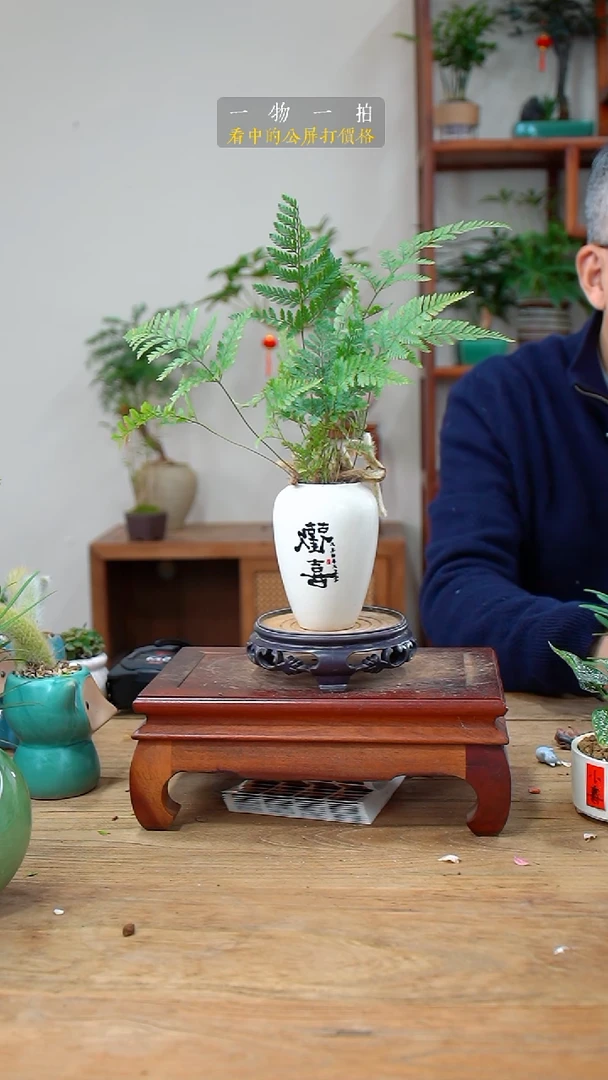 完全开放浅**然狼尾蕨111