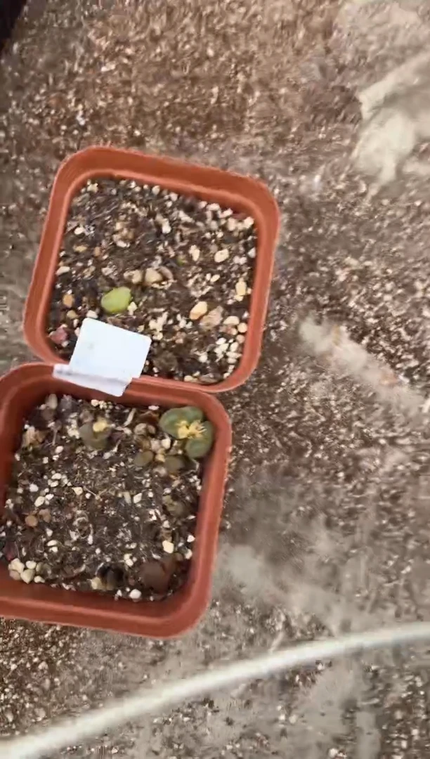 多肉植物肉锥脱土发29-165