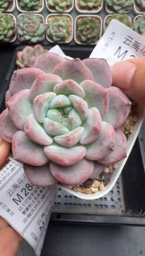 283M当天拍3颗包柚 带盆土纸巾打包 云禹花卉 珍妮多肉植物