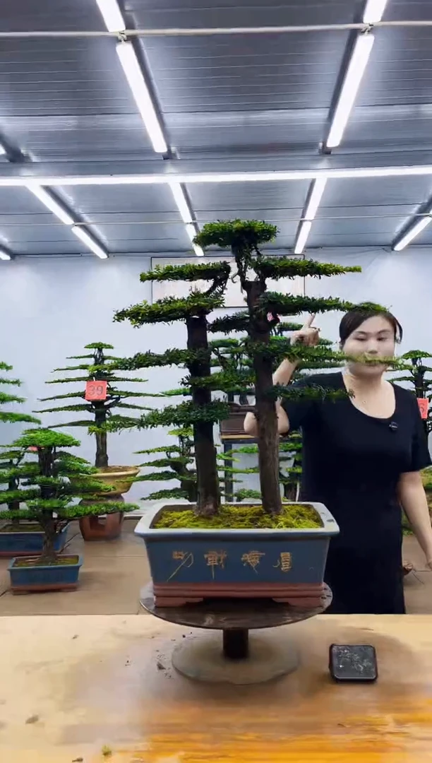 无花朵一物一拍，所见即所得