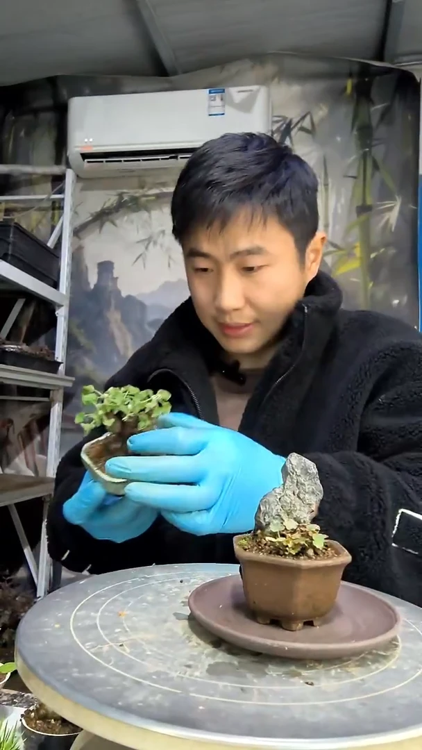 醉**业中青园艺一物一拍花485