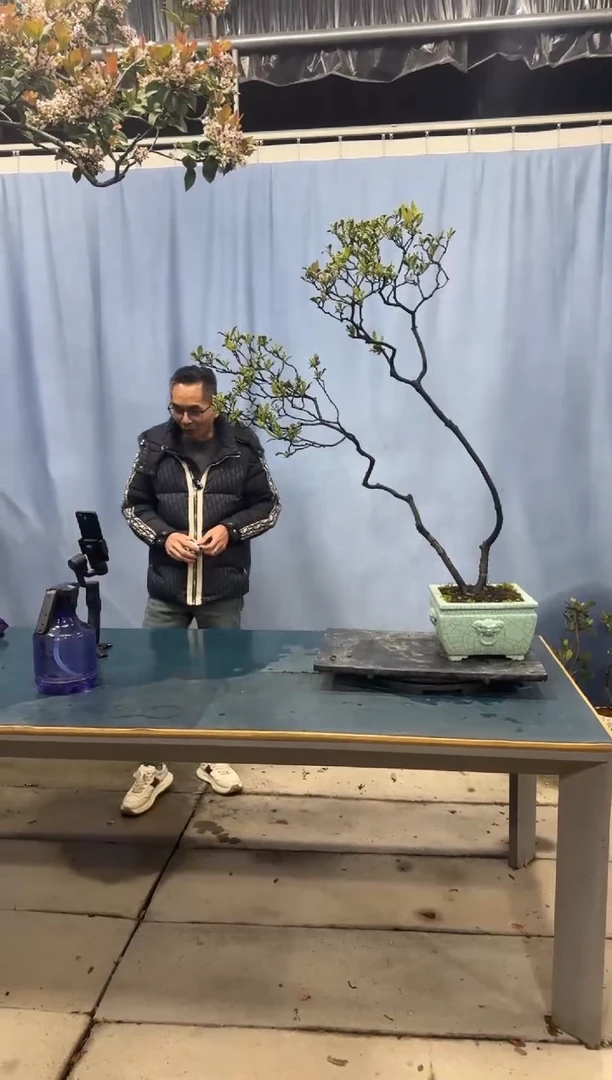 【闪购商品】盆景春花