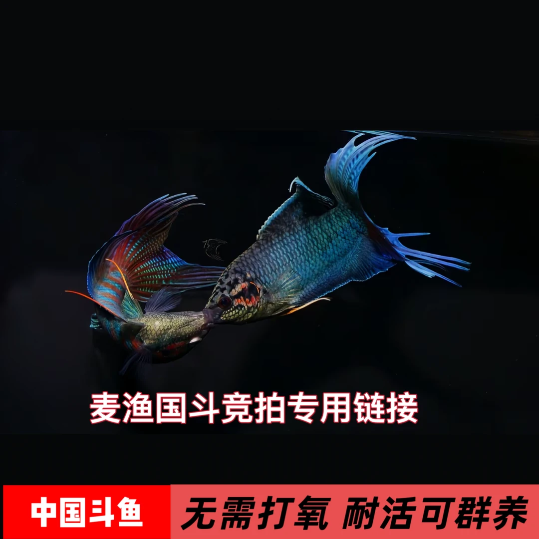 麦渔国斗竞拍链接