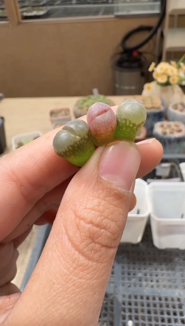 30-223多肉植物肉锥