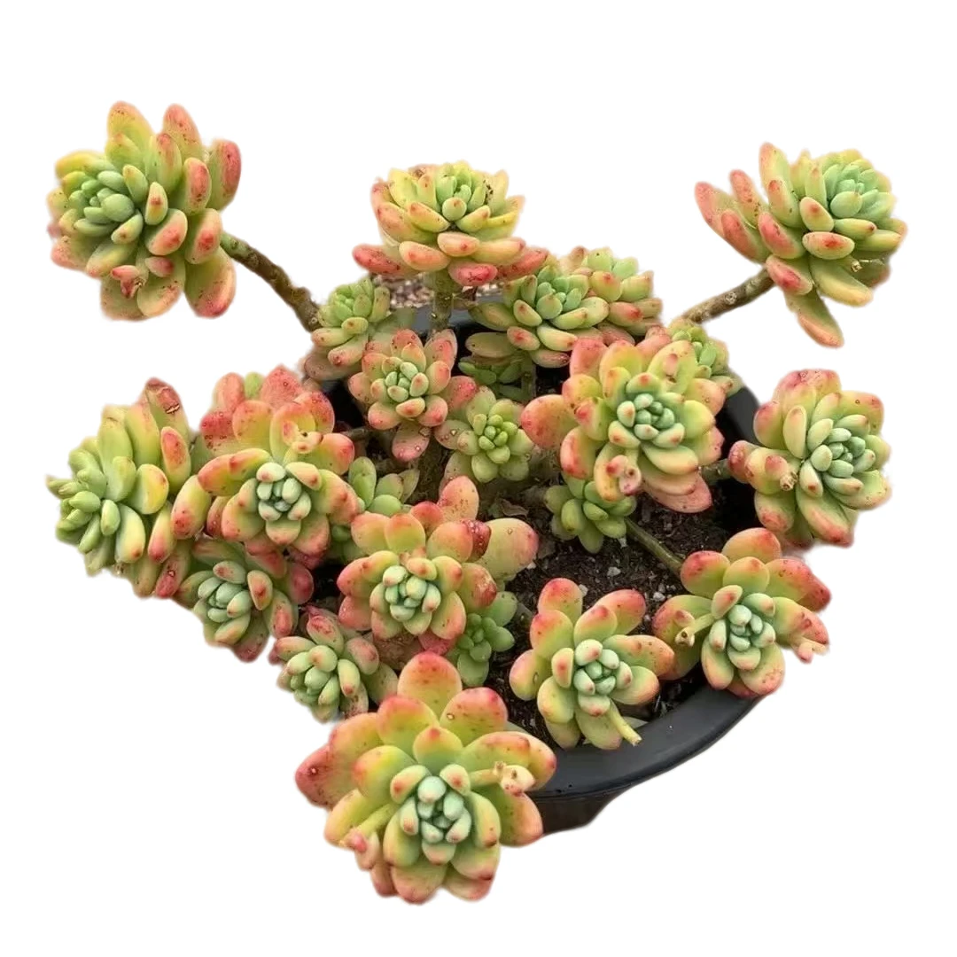 香格里拉脱土（多肉植物）满19.9包邮 云南基地源头直发新手好养