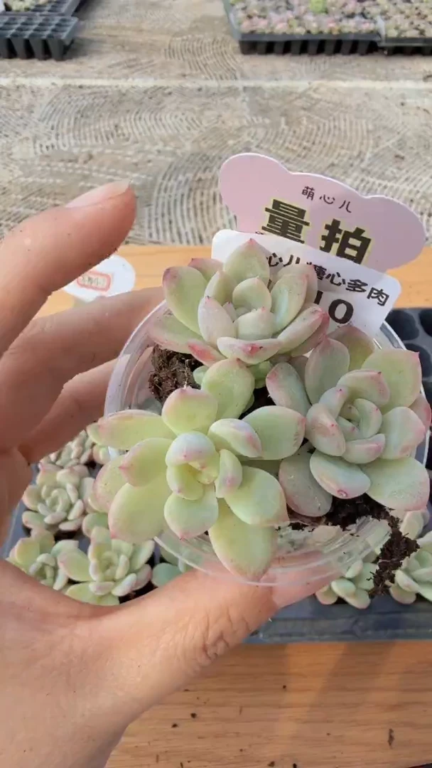1810 草莓布丁单双混 量拍多肉植物.9.9包邮