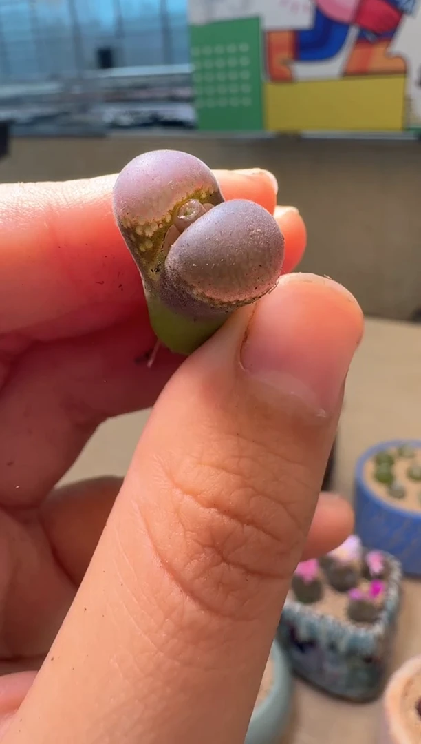 5-29多肉植物肉锥紫