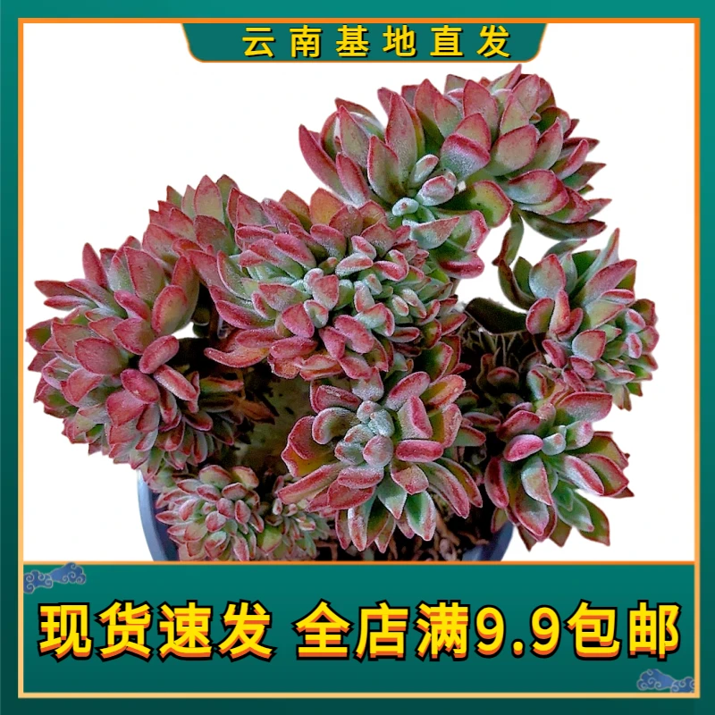 【锦晃星缀化】【满9.9包邮】星花怒放仙人球多肉植物栽种养护红色