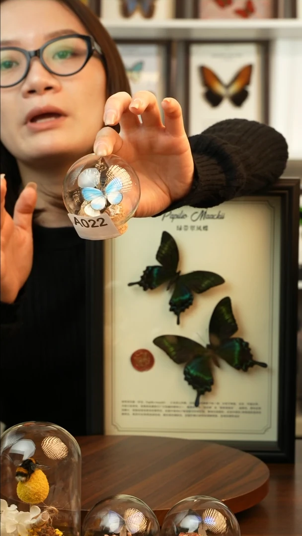 优雅灰蝶-玻璃罩A022