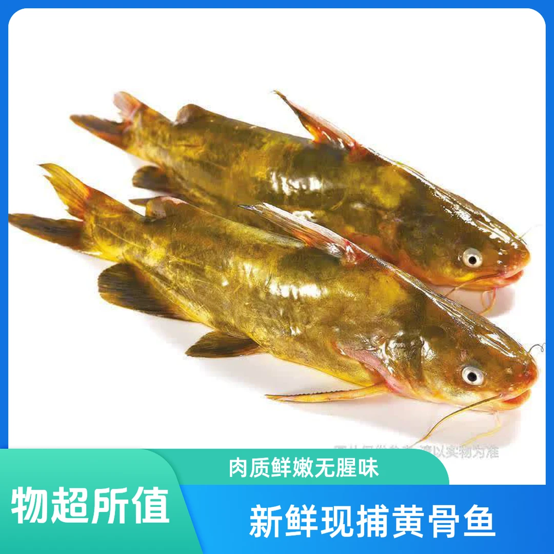 鲜活黄骨鱼约500g精品
