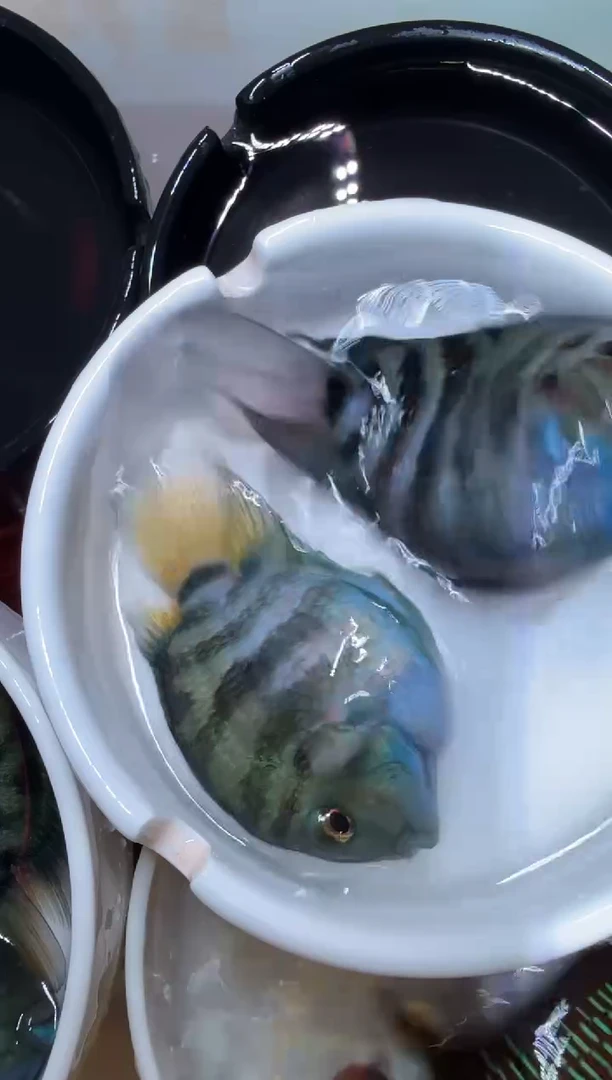 鹦鹉鱼宝蓝一对