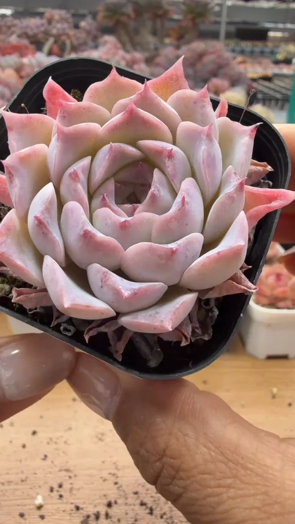 东云多肉园二店-135