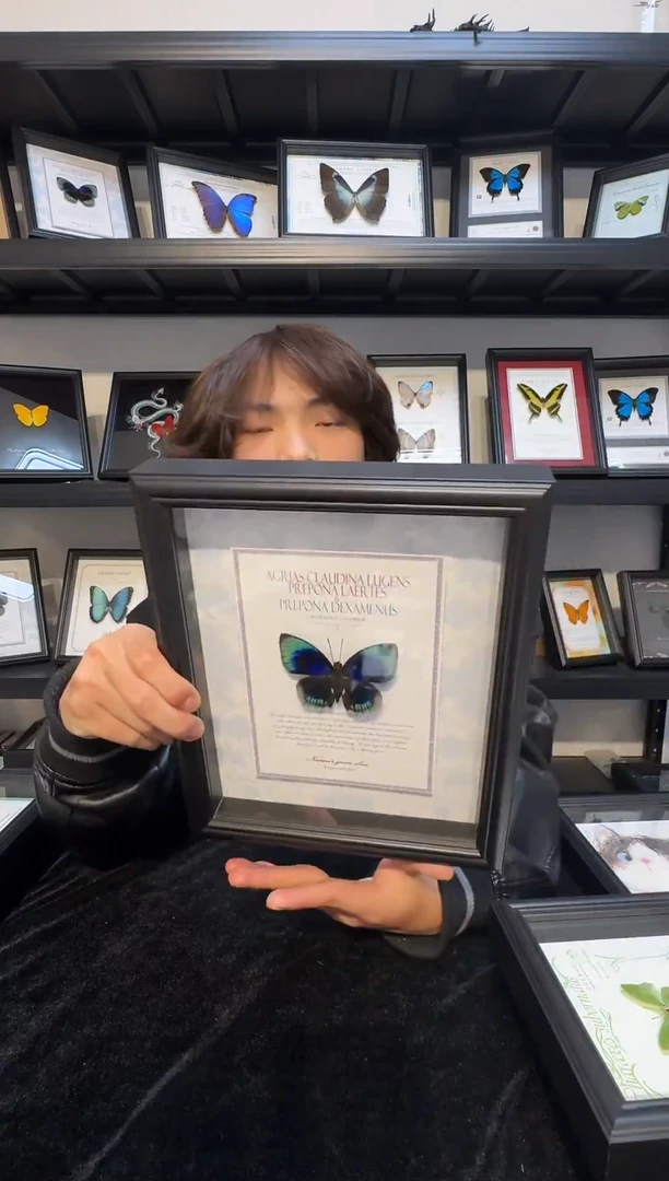 玻璃真实蝴蝶标本