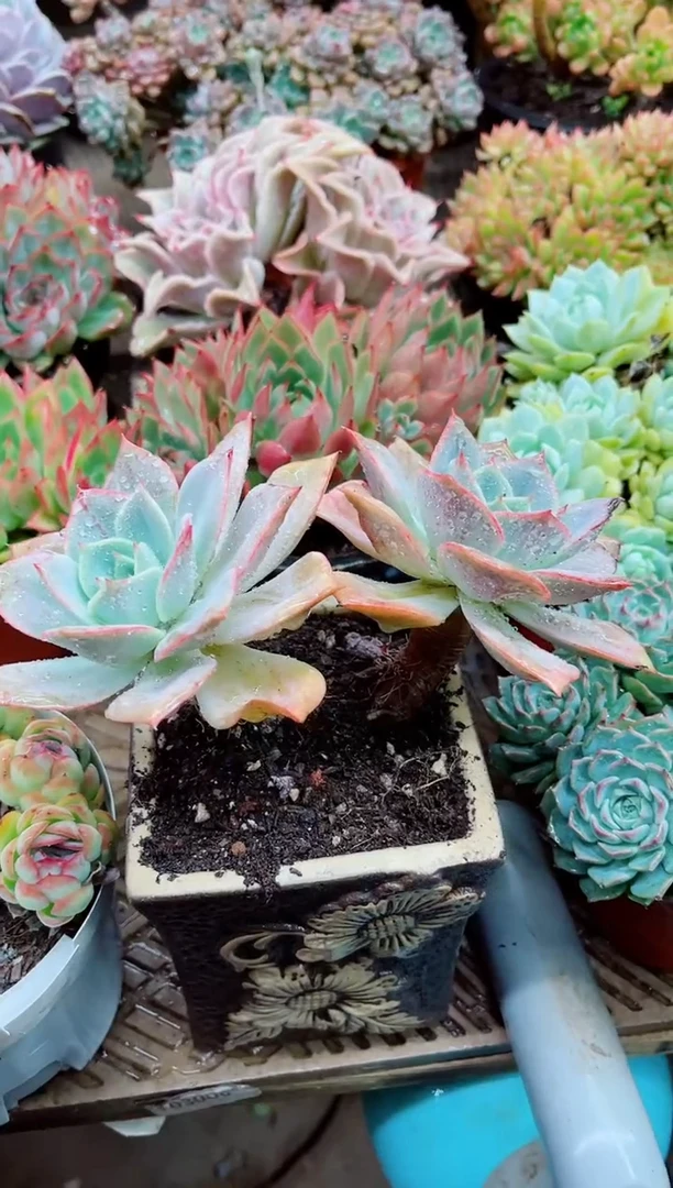 上****精03005多肉植物一物一拍