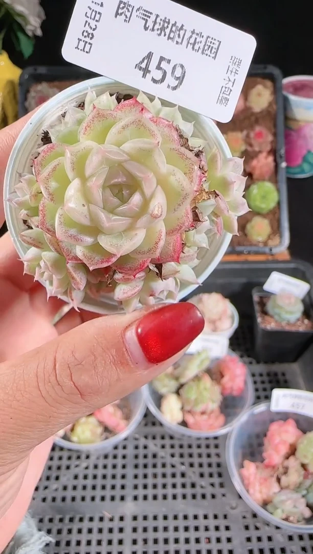 多肉1128-459m1-460-2群生不包整