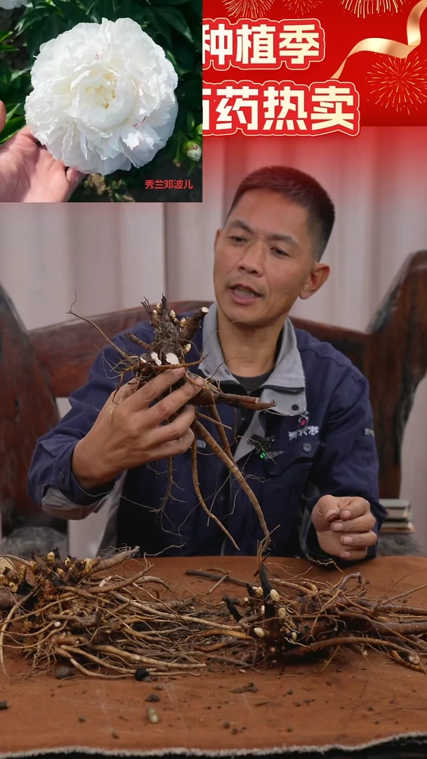 【晚场原颗芍药一物一拍】38号