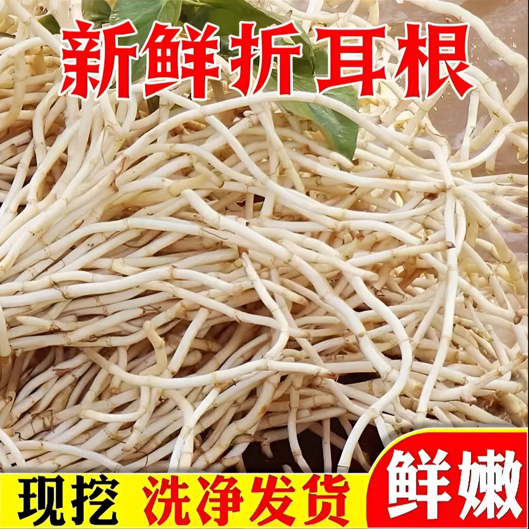 【25年新根】泡沫箱加冰袋保鲜新鲜折耳根鱼腥草嫩根洗净可凉拌蔬菜