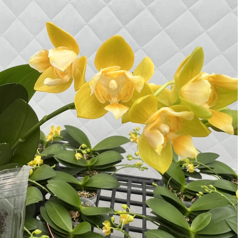 【瑕疵】叮当1花剑带花有共生菌3.0
