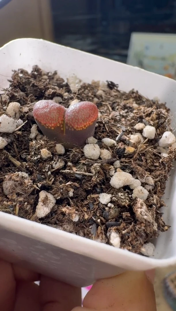 胖***婶5-106多肉植物一颗