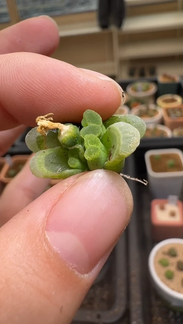 【闪购商品】2/4-236