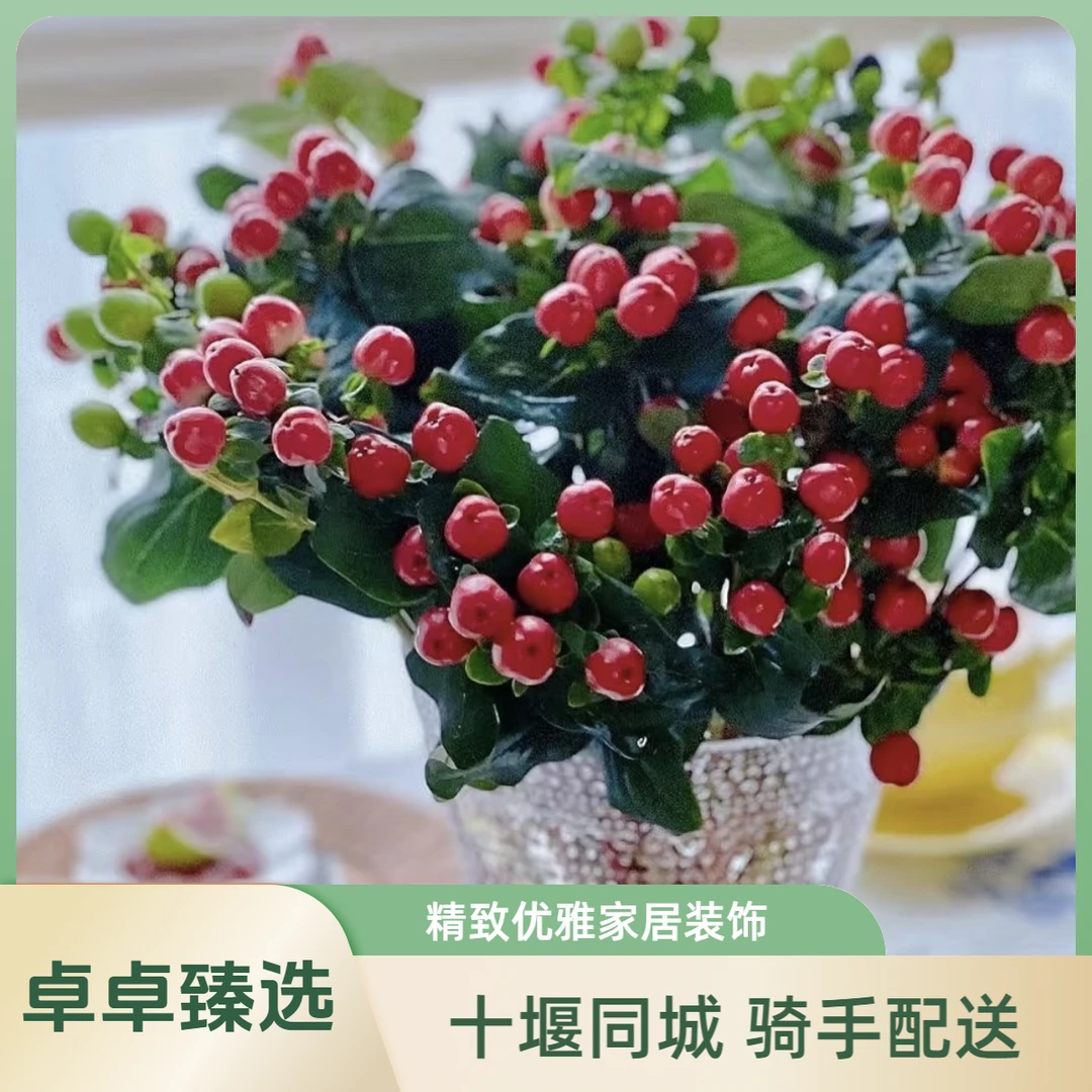 【红豆】1单起送红豆1把单枝花家居鲜花散花插花瓶生活鲜花 十堰卓卓臻选同城小时达1小时配送到家