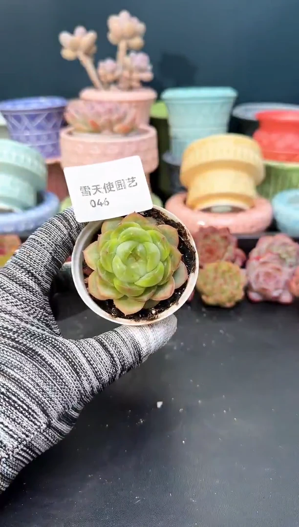 0   46  青山 （冠幅 5 cm）