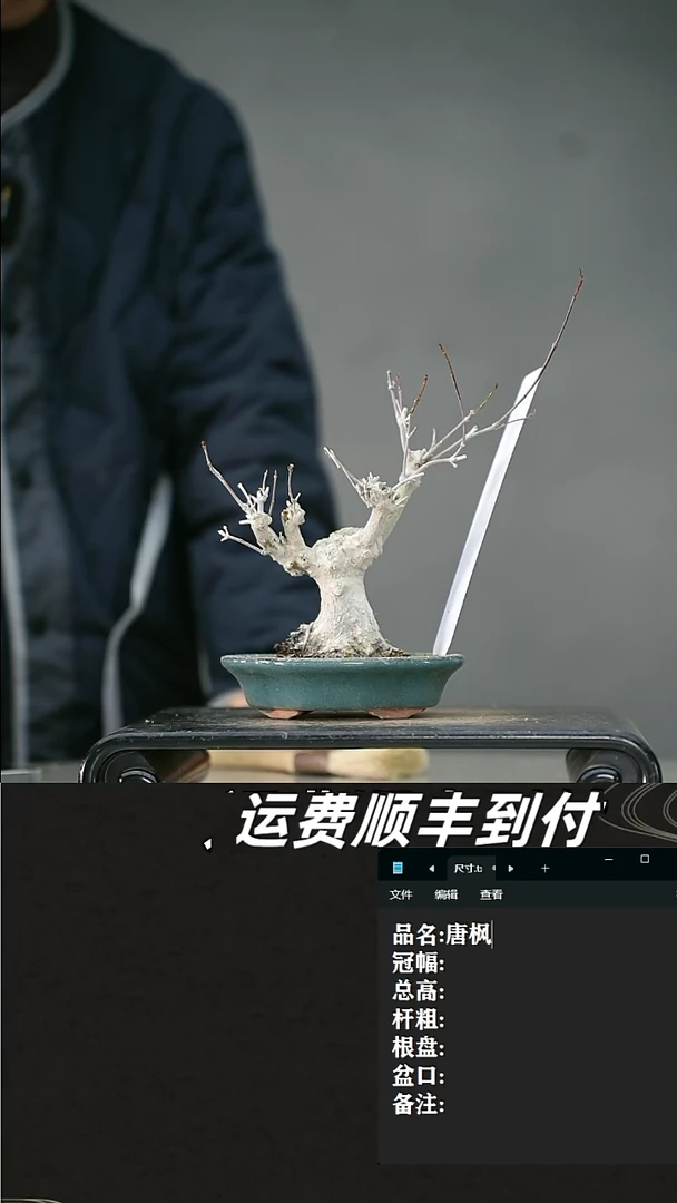 【闪购商品】41 唐枫