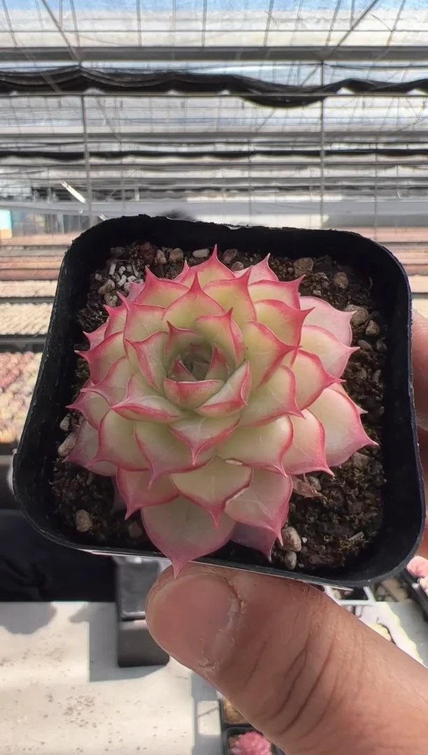 【闪购商品】新款多肉-132