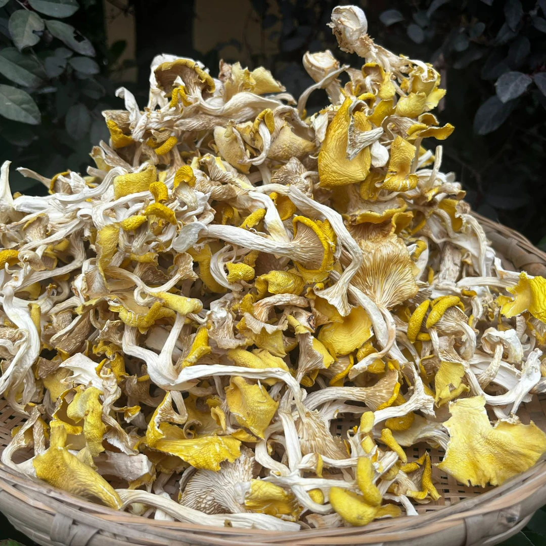 【城口山货】城口大巴山黄金菇
