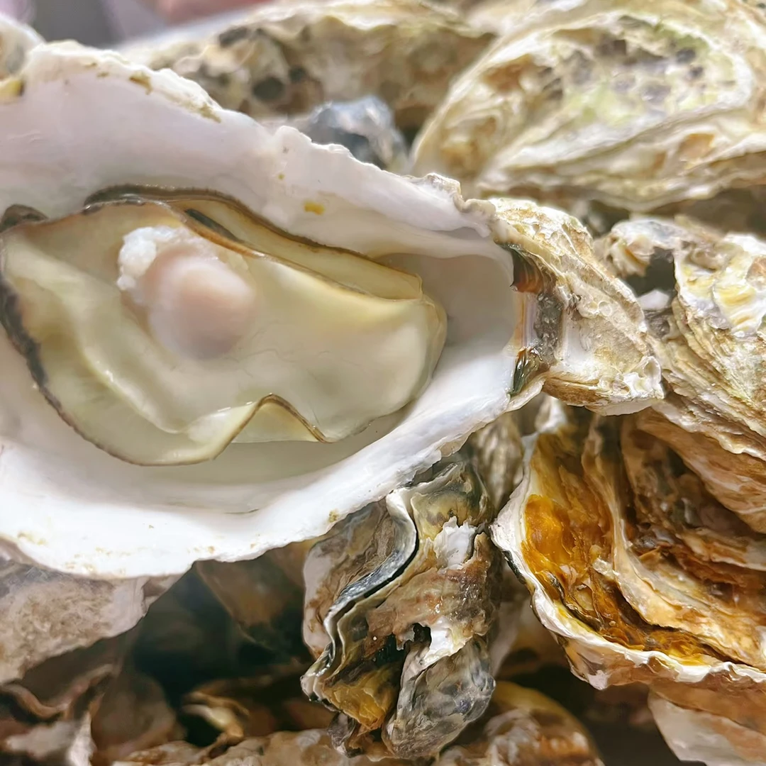 本港肥牡蛎一件（介意勿拍）