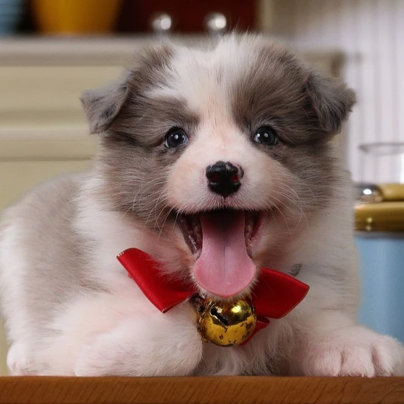 四喜   宝哥聊边牧蓝陨石边牧 活体 宠物狗狗