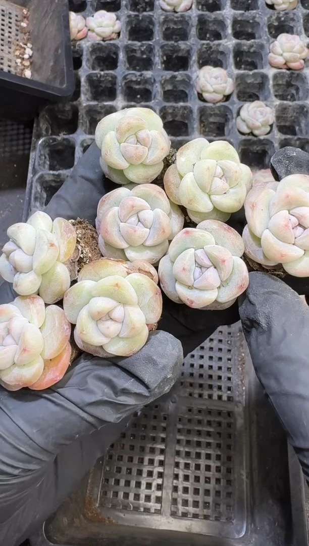 【闪购商品】55号到手一框江北多肉