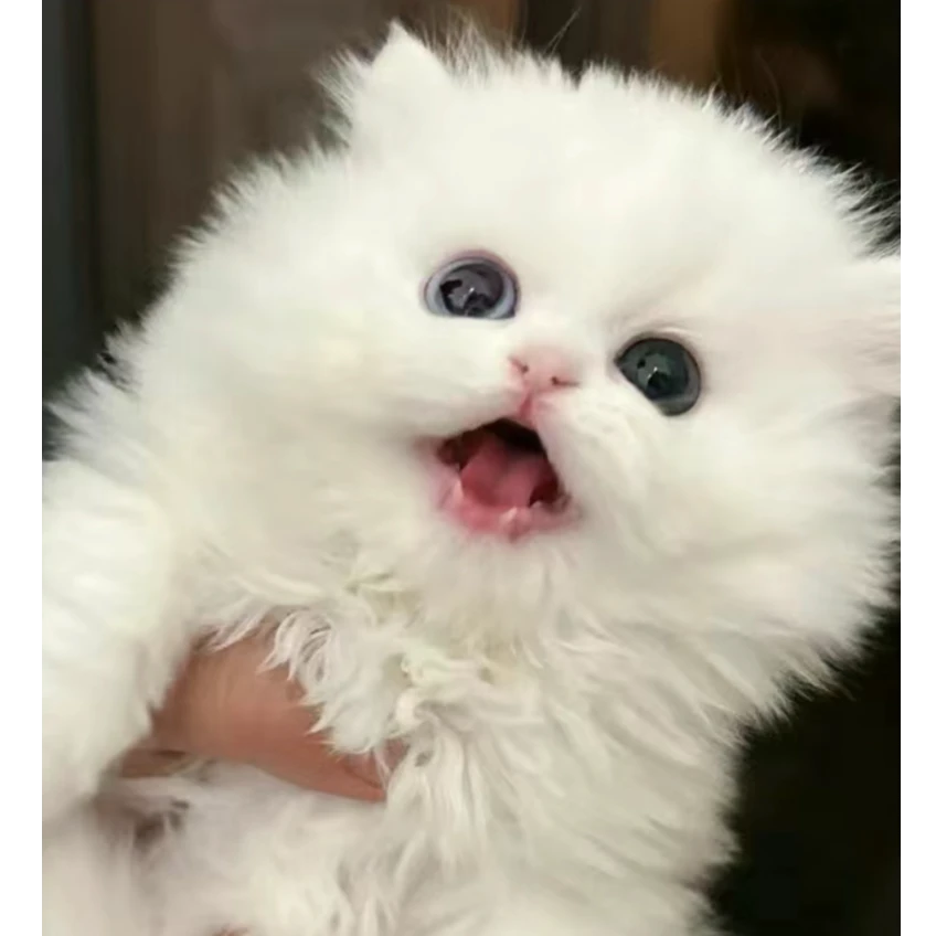 天选打工猫（小羊家）精品猫咪上门自提链接