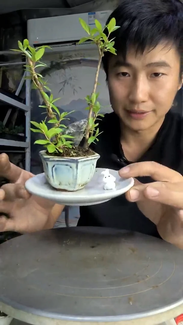 舍*中青园艺一物一拍98