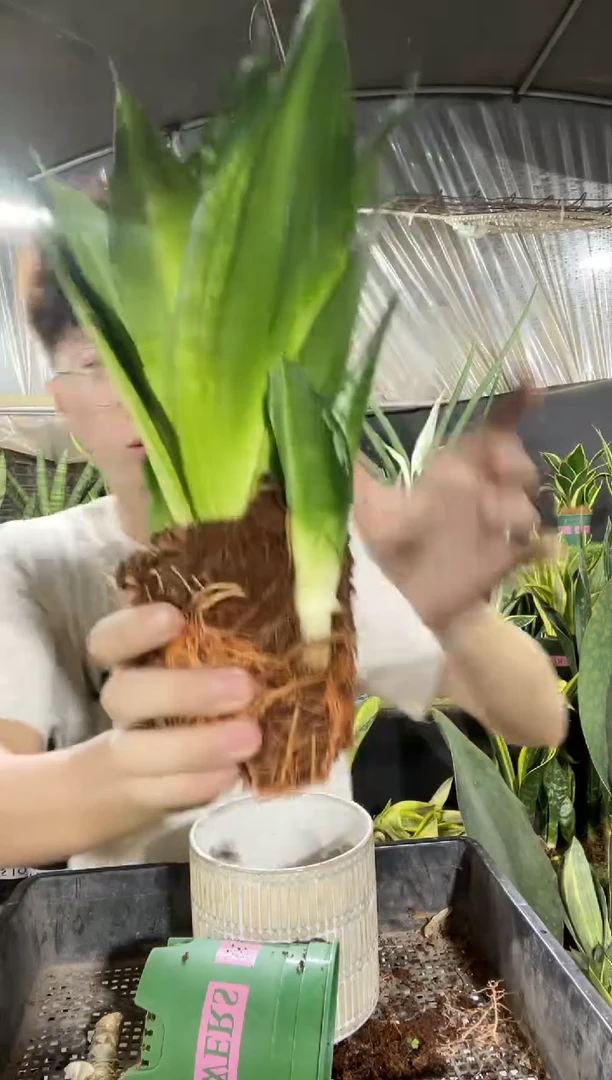 雪花兰10厘米盆8.8