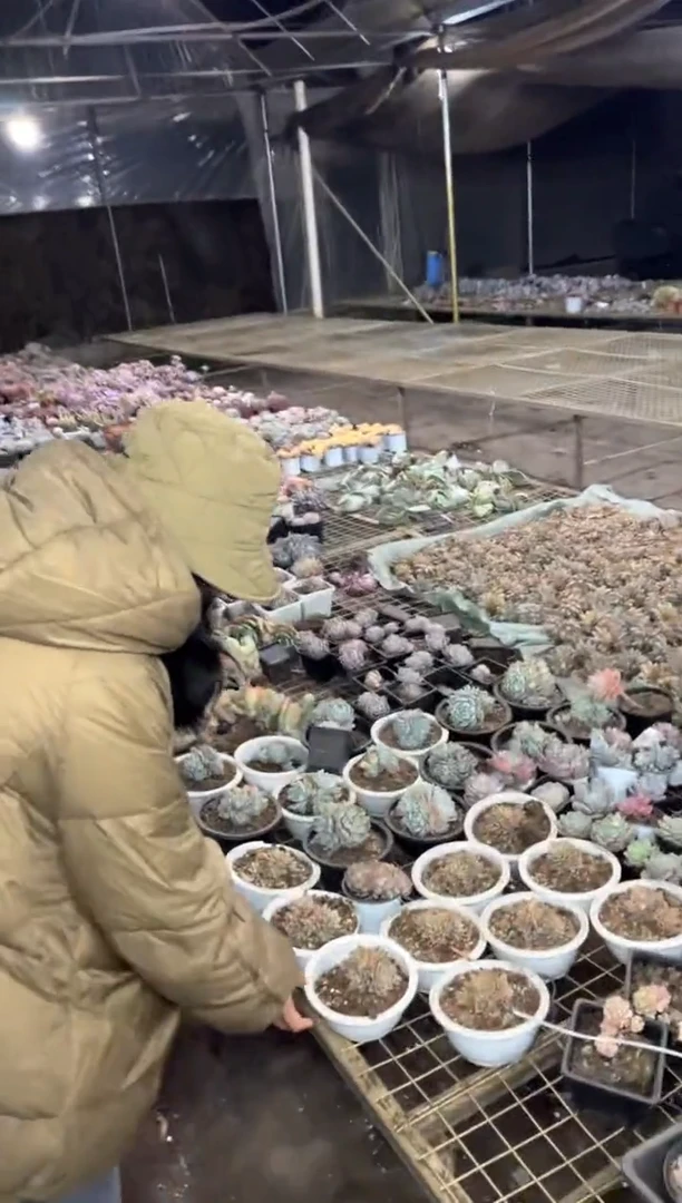 【闪购商品】68-散货6颗9.99