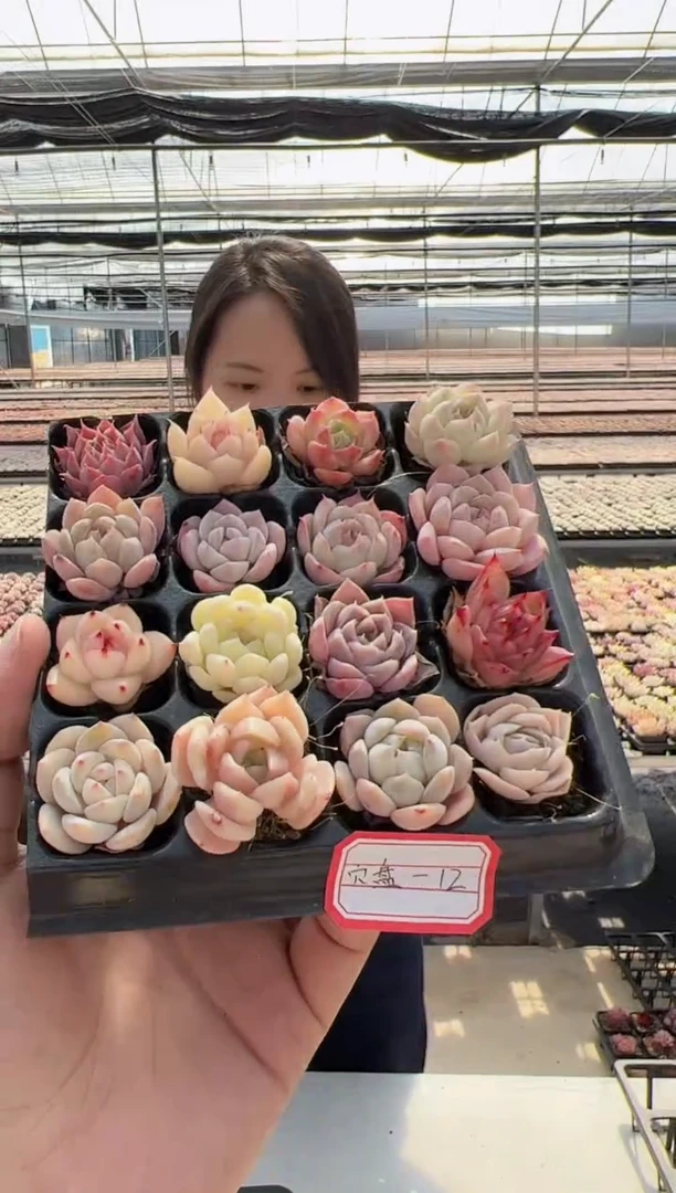 【闪购商品】穴盘-12