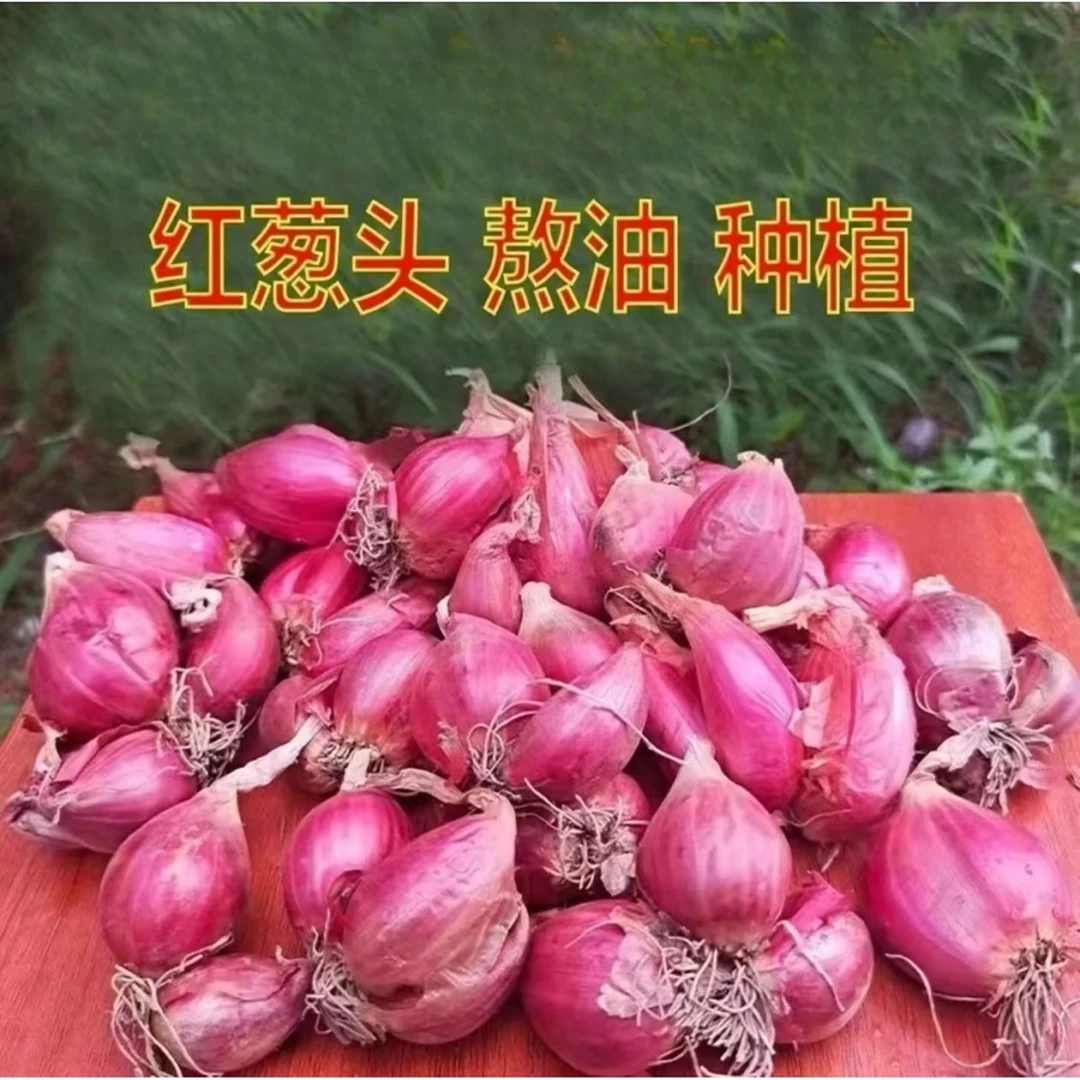 农家四季火葱头四季种植香葱火葱