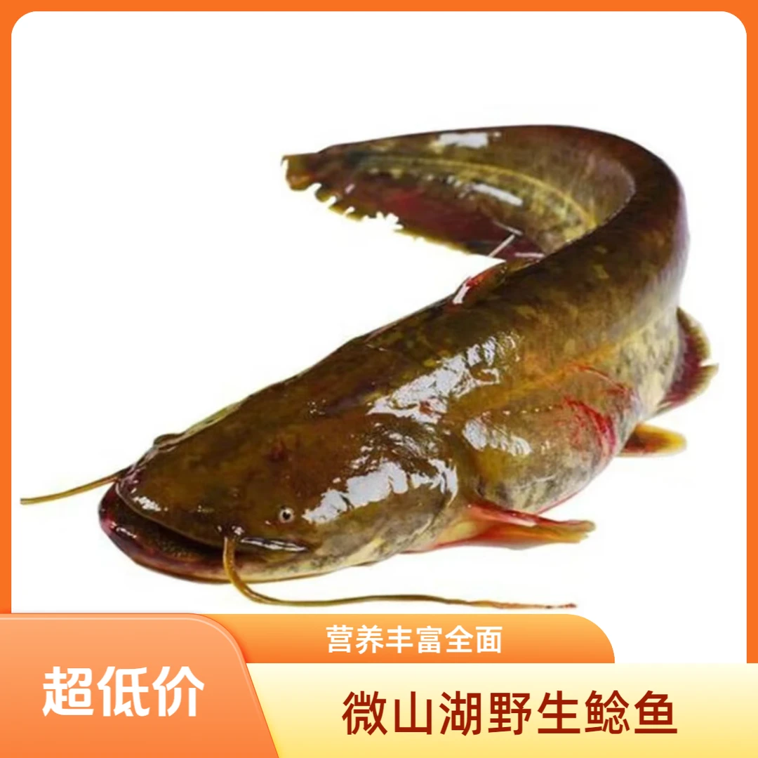 微山湖本地土鲶鱼新鲜活鱼淡水小鲶鱼《小老弟》