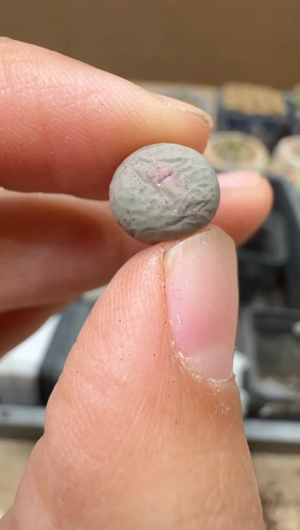 多肉植物肉锥16-122