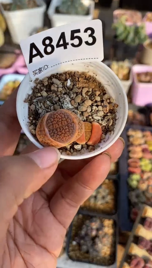 【闪购商品】8453直播一物一拍